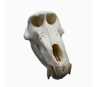 Baboon Skull Model, Life Size Animals Skull Skull Replica, White-23cm Resin Cranium Teeth Specimen, for Medical Teaching, Art Collection, Painting Decoration Exhibition.