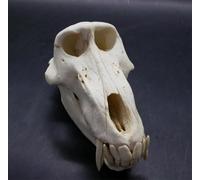 Baboon Skull Model with Teeth Baboon, 1:1 Life Size High Simulation Animal Skull Model Lifelike Baboon Skull Resin Craft Replica for Veterinary's Study Teaching
