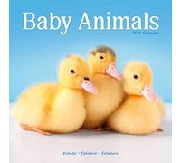 Baby Animals 2026 Calendar | Square Wall Calendar | Animal Gift | Plastic Free Packaging | by Avonside Publishing