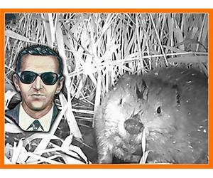 Baby Beaver Caught on Camera at DB Cooper Beaver Pond