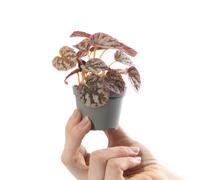 Baby Begonia Rex Chayo Plant Small Tropical Indoor Patterned Houseplant 6cm Pot