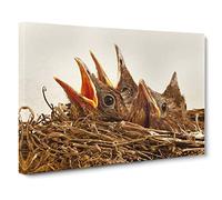 Baby Birds in the Nest No.2 Canvas Print | Gallery Wrapped 30mm Frame Wall Art | 30x20 inches | Ready to Hang | Modern Bird Picture | Living Room Bedroom Lounge Office