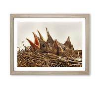 Baby Birds in the Nest No.2 Modern Framed Print | A2 Oak Framed Wall Art | Ready to Hang | Modern Nature Picture | Living Room Bedroom Lounge Office