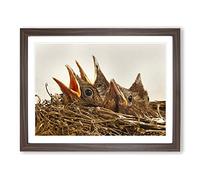 Baby Birds in the Nest No.2 Modern Framed Print | A2 Walnut Framed Wall Art | Ready to Hang | Modern Nature Picture | Living Room Bedroom Lounge Office
