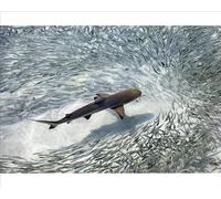 Baby Black-tip Reef Shark in Shallow Lagoon Print, Maldives - Print 10"x8" (25x20cm) (14734204)