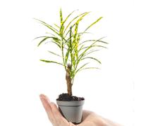 Baby Croton Joseph's Coat Plant Codiaeum Pictum Evergreen Houseplant Ideal Gift