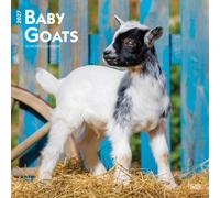 Baby Goats 2027 Square Flap by Browntrout (Calendar)