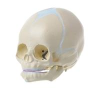 Baby Head Skeleton Model with Moveable Lower Jaw Anatomical Anatomy Skull Teaching Aid Human Skeleton Model for Anatomy