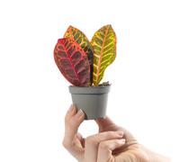 Baby Joseph's Coat Plant Codiaeum Petra Evergreen Houseplant Small Indoor Gift