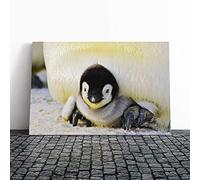 Baby Penguin Canvas Print | Gallery Wrapped 30mm Frame Wall Art | 30x20 inches | Ready to Hang | Modern Animals Picture | Living Room Bedroom Lounge Office