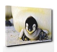Baby Penguin Canvas Print | Gallery Wrapped 30mm Frame Wall Art | 30x20 inches | Ready to Hang | Modern Animals Picture | Living Room Bedroom Lounge Office