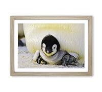 Baby Penguin Framed Print | A2 Oak Framed Wall Art | Ready to Hang | Modern Nature Picture | Living Room Bedroom Lounge Office