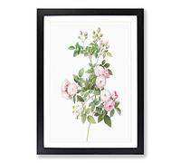 Baby Pink Roses by Pierre-Joseph Redoute Framed Print | A2 Black Framed Wall Art | Ready to Hang | Modern Nature Picture | Living Room Bedroom Lounge Office