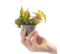 Baby Polka Dot Begonia Begonia Amphioxus Exotic Rare Indoor Patterned Houseplant