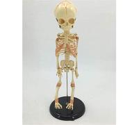 Baby Skeleton Model - Fetal Baby Skeleton Bone Model - Medical Anatomical Human Baby Infant Child Skeleton Model - for Study Display Teaching Medical Model