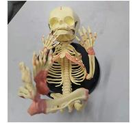 Baby Skeleton Model - Fetal Baby Skeleton Bone Model - Medical Anatomical Human Baby Infant Child Skeleton Model - for Study Display Teaching Medical Model(35Cm)