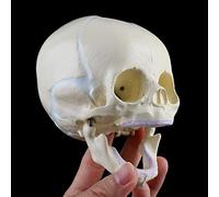Baby Skull Model, Infant Skull Anatomical Skeleton Model Teaching Material for Medicine, Teaching Equipment Researching