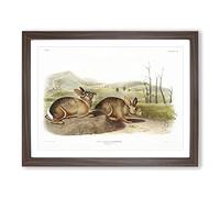 Bachmans Hares By John Woodhouse Audubon Vintage Framed Print | A4 Walnut Framed Wall Art | Ready to Hang | Classic Animal Picture | Living Room Bedroom Lounge Office