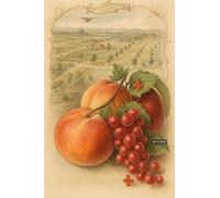 BACK TO VINTAGE Still life - A5 A4 A3 Fruit and Vegetable Poster Wall Art Featuring Colorful Produce Illustration for Kitchen or Dining Decor (A3 (420x297mm), High-resolution paper)
