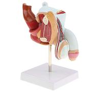 Backbayia Model of Urinary System Pathology Reproduction Masculine Educational Medical School Tools