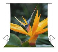 Backdrop Background 56"x118" for Photography, High Density Polyester Fabric Background Banner Seamless Photo Booth Prop Backdrop for Birthday Party Decor Heaven Bird Photoshoot Banner Props