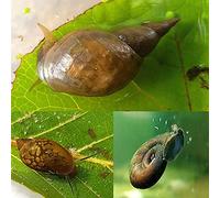 BaconAquatics UK 10x Pond Snails, Pack of 3 different types, Freshwater Algae Cleaners, for Coldwater or Tropical with 3 Aquatic Plants