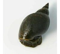 BaconAquatics, UK 2x Great Pond Snail Eats Algae Fresh Cold & Tropical Aquarium (Lymnaea Stagnalis), with MARIMO MOSS BALL(1/2 Inch)