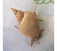 BaconAquatics, UK 2x Great Pond Snail Eats Algae Fresh Cold & Tropical Aquarium (Lymnaea Stagnalis), with 3 Strands of Coontail Plant, Clear
