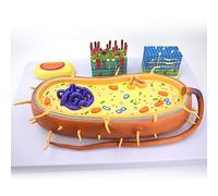 Bacterial Structure Model, Morphology and Function Teaching Aid, Includes Nucleus, Chromosome, Flagellum, Ideal for Biology Education, Science Classrooms