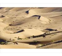 Bactrian Camels in the Badain Jaran and Gobi Deserts Print - Print 10"x8" (25x20cm) (18978299)