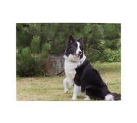 Bad Dog Border Collie,500 Pieces Puzzles for Adults-Wooden Jigsaw Puzzle for Adults Elderly