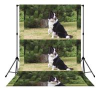 Bad Dog Border Collie, Photography Backdrop Photo Props 5x7FT Photo Background for Party Home Decoration