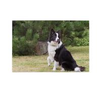 Bad Dog Border Collie1