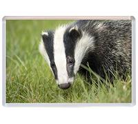 Badger - Cute - Jumbo Fridge Magnet ID509