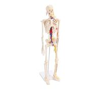 BAFOVY 85cm Human Skeleton Assemble Model PVC Human Skeleton Model with Stand Movable Limbs Removable Jaw and Hood Color Marked Vessels for Anatomy Classrooms Students