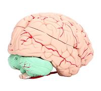 BAFOVY Human Brain Model, Detachable Anatomy for Neuroscience Study with Study Card, Anatomy Learning Tool for Classroom and Home Use