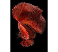 Baibexing Abstract Colorful Fish Koi Poster Prints Canvas Painting Wall Art Pictures Home Decor A4 40X60Cm Unframed