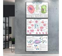 Baibexing Dna And Chromosome Science Art, Plant And Animal Cell Structure Science Poster, Mitosis And Meiosis Cell Division Science Poster 50X70Cmx3Pcs Sin Marco