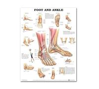 Baibexing Science Wall Art Muscle System Human Anatomy Diagram Medical Education Supplies Canvas Painting Posters And Prints Home Decor A2 50X70Cm Unframed