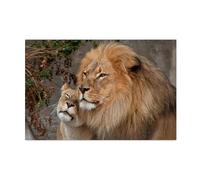 Baibexing Wild Lions Family Animal Canvas Painting Poster And Prints Wall Art Picture For Living Room Home Decoration A1 30X40Cm Unframed