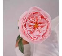 BaierSai 19.7" 2pcs 11 Colors Artificial Real Touch Latex Austin Roses Flowers Stem for Vase Home Garden Decoration Wedding Party Bouquet (Light Pink)