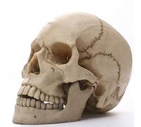 Baijian Human Skull Statue Model for Anatomy Life Size 1:1 Human Skull Replica Resin Sculptures Medical Anatomical Tracing Teaching Skeleton Halloween Decoration Gift