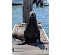 Baja Series: Sea Lion: Photography Notebook Inspired by the Baja Coast