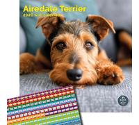 Baker and Bray Airedale Calendar 2026, Large Square Wall Calendar With Organisational Stickers, 16 Month, Airedale Gift Dog Calendar