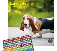 Baker and Bray Basset Hound Calendar 2026, Large Square Wall Calendar With Organisational Stickers, 16 Month, Basset Hound Gift Dog Calendar