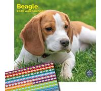 Baker and Bray Beagle Calendar 2026, Large Square Wall Calendar With Organisational Stickers, 16 Month, Beagle Gift Dog Calendar