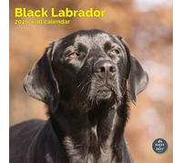 Baker and Bray Black Labrador Calendar 2026, Large Square Wall Calendar, 16 Month, Black Lab Gift Dog Calendar