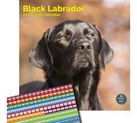 Baker and Bray Black Labrador Calendar 2026, Large Square Wall Calendar With Organisational Stickers, 16 Month, Black Lab Gift Dog Calendar