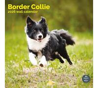 Baker and Bray Border Collie Calendar 2026, Large Square Wall Calendar, 16 Month, Border Collie Gift Dog Calendar