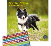Baker and Bray Border Collie Calendar 2026, Large Square Wall Calendar With Organisational Stickers, 16 Month, Border Collie Gift Dog Calendar